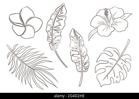 Banane, Palmen und Monstera Dschungelblätter, Hibiskus und Plumeria Blumen, Natur exotisches dekoratives Set Stock Vektor