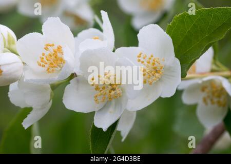 Weiße Jasminblüten auf dem Zweig Nahaufnahme selektiver Fokus Stockfoto