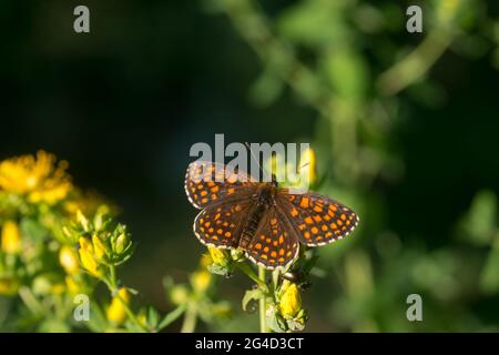 heide fritillär, Melitaea athalia auf hypericum perforatum Blume closeup Stockfoto