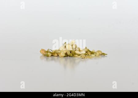 Getrocknete Jasminblüte auf isoliertem weißem Hintergrund Stockfoto