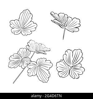 Eine Reihe von aquilegia Blatt umreißt. Vektor-isoliertes Clipart. Minimales monochromes, handgezeichnetes botanisches Design. Stock Vektor