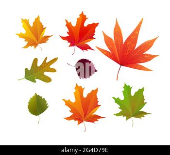 Set von schönen hellen Herbstblättern. Ideal für Hintergrund, Karte, Banner, Icon Vorlage. Vektorgrafik. Stock Vektor
