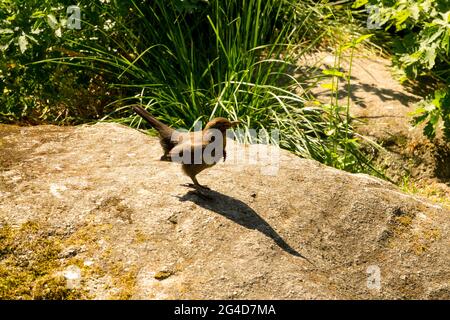 Weibliche Amsel im Garten, Turdus Merula Amsel Garten Wildtiere Stockfoto