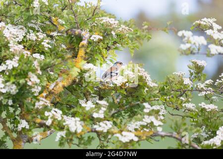 Farbenfrohe Buchfinken, die auf dem Zweig eines blühenden Weißdornhedgerows neben einem Bauernfeld in Northumberland, Nordostengland, thronen Stockfoto