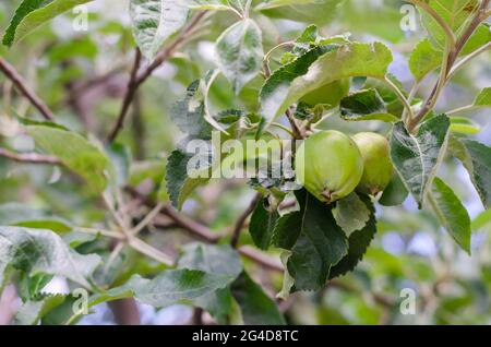 Kleine grüne unreife Äpfel auf einem Ast. Grüne Früchte zwischen den verdrehten Blättern. Wilder Apfelbaum. Stockfoto