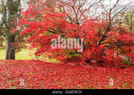 Japanischer roter Ahorn (Acer palmatum) mit Herbstlaub in Staffordshire England Stockfoto