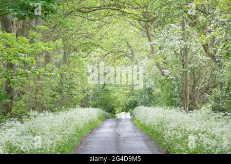 Eine englische Landstraße, gesäumt von weißen wilden Blumen und Bäumen mit leuchtend grünen frischen Blättern im Frühsommer an einem sonnigen Tag Stockfoto