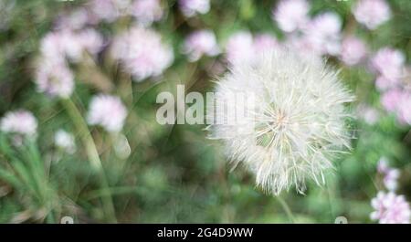Hintergrund mit verwackelten Blumen. Flauschiger Dandelion auf einem Hintergrund aus Fliederblüten. Vorlage für Text. Hintergrundbild. Einladung. Ankündigung. Stockfoto