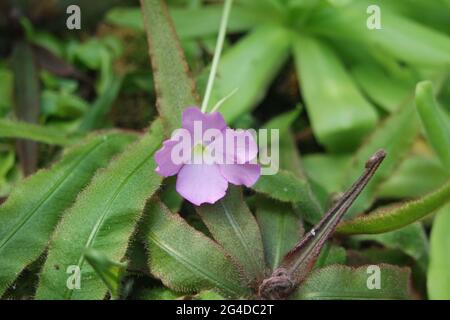 Rosa Drosera adelae Blume fleischfressende Pflanzen Stockfoto