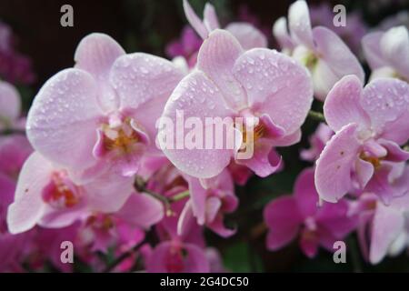 Wassertropfen Auf Pink Moth Orchid Orchidaceae Phalenopsis Stockfoto