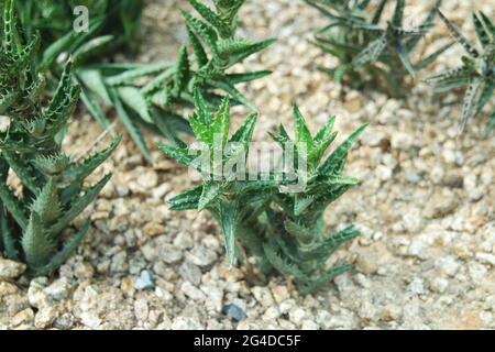 Aloe Juvenna Tiger Tooth Aloe Sukkulente Pflanzen Stockfoto