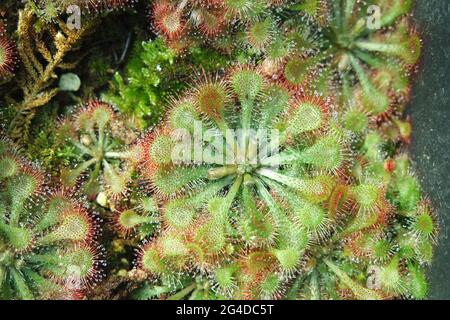 Drosera Spatulata Die Spoonleaved Sundaw Fleischfressenden Pflanzen Stockfoto