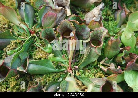 Fleischfressende Pflanzen Sarracenia purpurea venosa Stockfoto