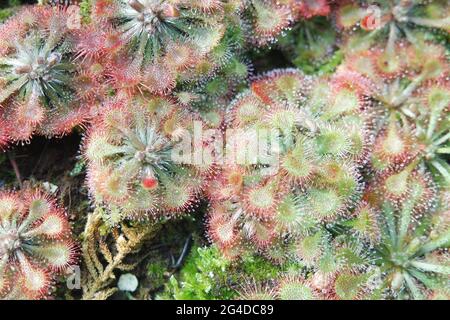 Drosera Spatulata Die Spoonleaved Sundaw Fleischfressenden Pflanzen Stockfoto