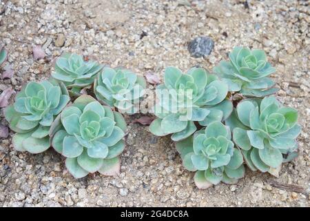 Echeveria Peach Pride on Ground Sukkulenten Stockfoto