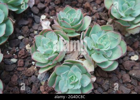 Echeveria Peach Pride on Ground Sukkulenten Stockfoto