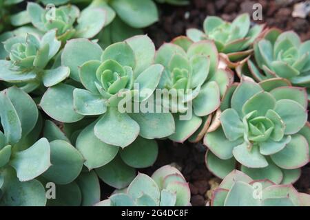 Echeveria Peach Pride on Ground Sukkulenten Stockfoto