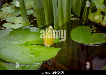 Die Seerose-Blume öffnet sich. Nymphaea, die im Teich blüht, ist von Blättern umgeben. Schöner Lotus mit Spiegelung im See. Stockfoto