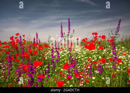 Bereich der roten Mohn Blüten im Sommer Stockfoto