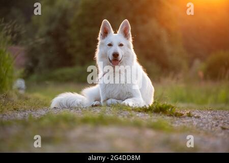 Weißer Schweizer Schäferhund Outdoor-Porträt in der Natur. Stockfoto