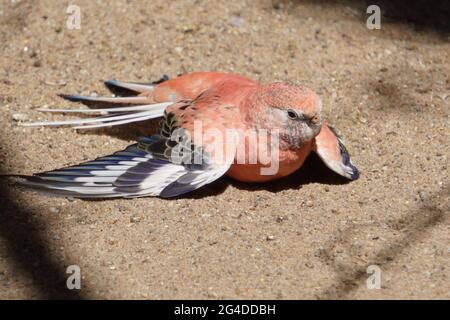 Nahaufnahme von Bourkes pinkbauchigem Papagei, der auf dem sandigen Boden liegt Stockfoto