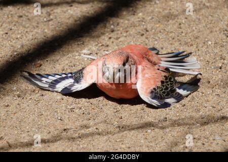 Nahaufnahme von Bourkes pinkbauchigem Papagei, der auf dem sandigen Boden liegt Stockfoto