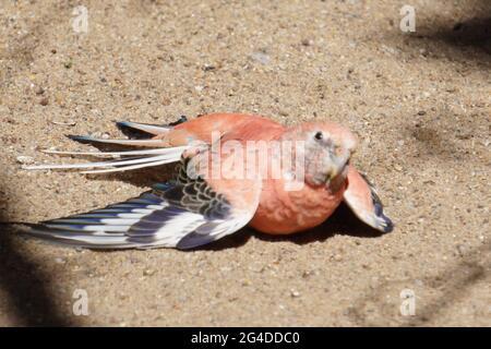 Nahaufnahme von Bourkes pinkbauchigem Papagei, der auf dem Boden liegt und nach oben schaut Stockfoto