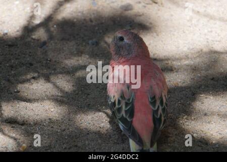 Nahaufnahme von Bourkes pinkbauchigem Papagei auf dem Sand, der nach oben schaut Stockfoto