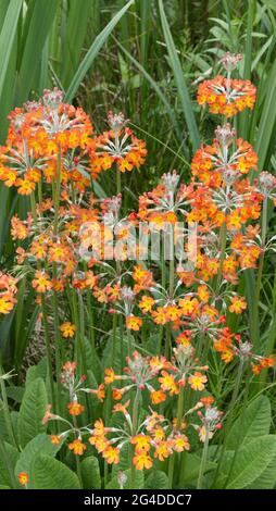 Primula Japonica Stockfoto