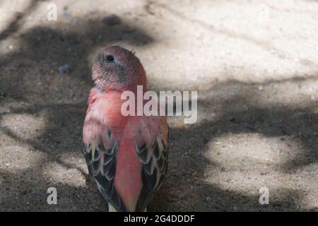 Nahaufnahme von Bourkes pinkbauchigem Papagei auf dem Sand, der nach oben schaut Stockfoto