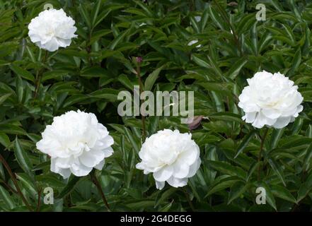 Paeonia lactiflora 'Festiva Maxima' Stockfoto