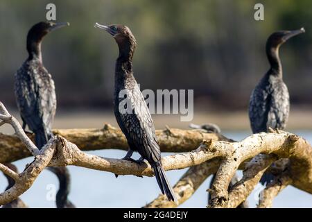 Gruppe kleiner schwarzer Kormorane (Phalacrocorax sulcirostris), die auf einem Ast neben einem Fluss thront. Kingscliff, NSW, Australien Stockfoto
