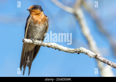 Willkommens-Schwalbe (Hirundo neoxena) auf einem Ast. Hastings Point, NSW, Australien Stockfoto