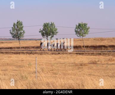 PEREGRINOS HACIENDO EL CAMINO DE SANTIAGO. Lage: AUSSEN. CALZADA DEL COTO. LEON. SPANIEN. Stockfoto