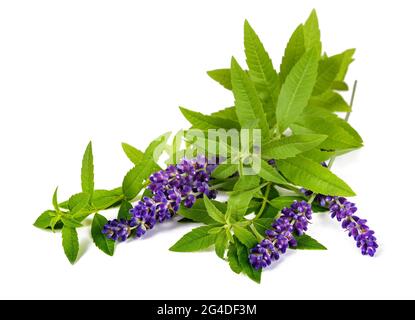 Zitronenverbene und Lavendel isoliert auf weißem Hintergrund Stockfoto