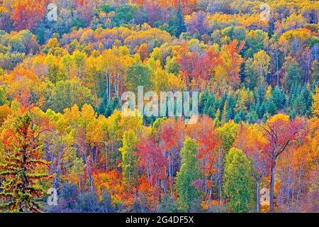 Luftaufnahme des gemischten Waldes in schönen Herbstfarben, British Columbia, Kanada Stockfoto