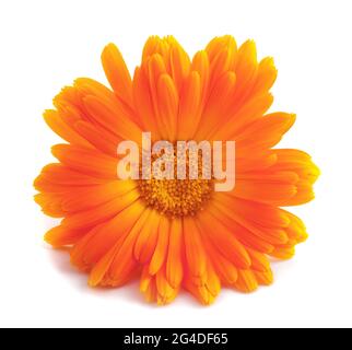 Ringelblumeblume isoliert auf weißem Hintergrund Stockfoto