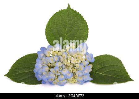 Hortensien blüht und Blätter isoliert auf weiß Stockfoto
