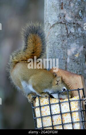 Rothörnchen füttern von einem Vogelfutterhäuschen Stockfoto