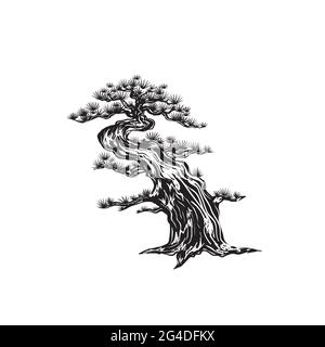 Skizzieren Sie den Bonsai-Baum. Japanische Kiefer. Handgezeichnete Kiefer auf weißem Hintergrund. Isolierte japanische Fichte. Stock Vektor Illustration.Kiefer Gravur. Stock Vektor