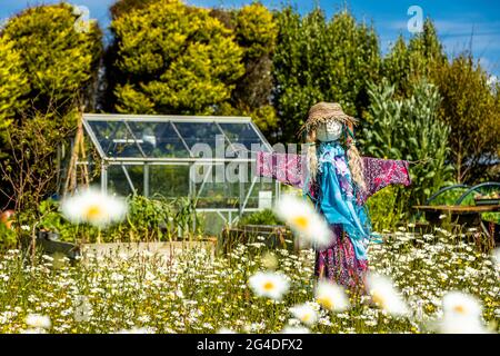 Eine bunte Vogelscheuche wacht im Garten auf, um alle Vögel abzuwehren, die das Gemüse fressen Agnes Cornwall England Großbritannien Stockfoto