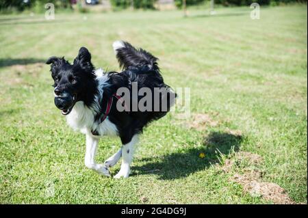 Der junge Border Collie läuft mit einem Spielzeug im Mund durch den Park. Hund spielt im Park mit einem Ball. Stockfoto