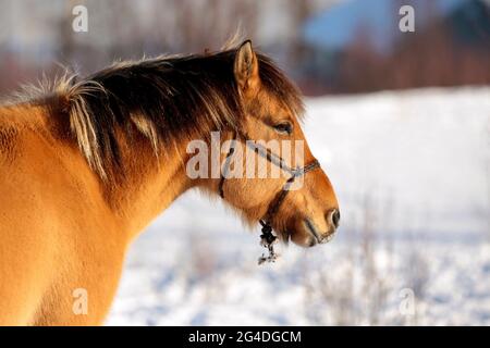 Brown Horse steht auf der Winterweide und sonnt sich. Stockfoto