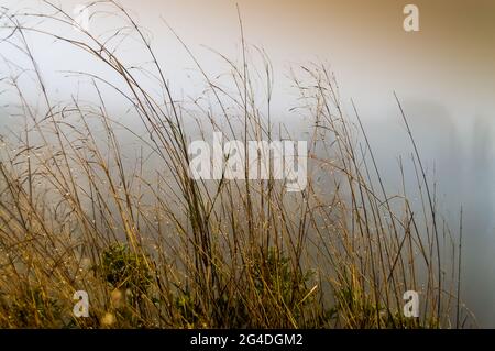 Nahaufnahme von neblig hohen Grashalmen auf der Wiese Stockfoto