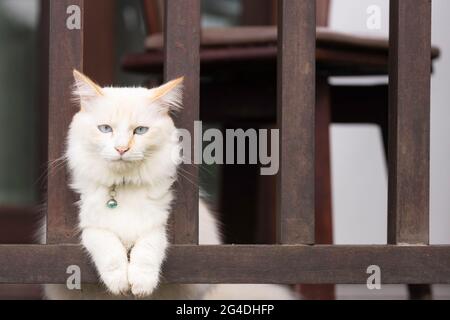 Eine weiße Katze erholte sich auf dem Holzbalkon vor dem Schlafzimmer. Stockfoto