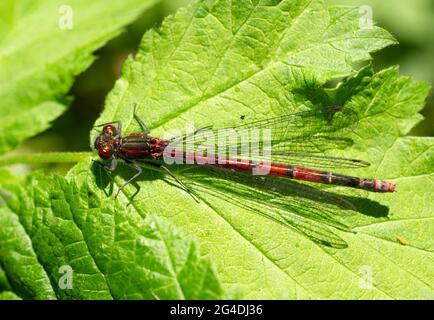 Eine weibliche große rote Damselfliege (Pyrrhosoma nymphula), die auf einem sonnigen Blatt im Wald in Sussex, England, liegt. Stockfoto