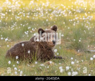 Junger Braunbär, der im finnischen Moor in der liegt Sommerabend Stockfoto