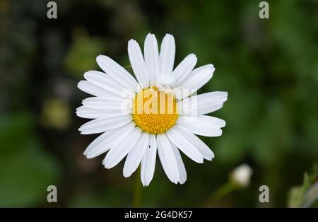 Eine weiße Blütenkrabbenspinne (Misumena vatia), die auf einer Oxeye-Gänseblümchen (Leucanthemum vulgare) jagt und auf Beute wartet, um zu landen, in Sussex, England, Großbritannien Stockfoto