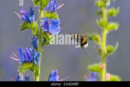 Dubrow, Deutschland. Juni 2021. Eine Hummel nähert sich einer blühenden Gemeine Viper's bugloss (Echium vulgare). Die Pflanzenart aus der Gattung Echium wird im Volksmund als 'Blue Henry' bezeichnet. Die Blüten wechseln ihre Farbe von rot zu blau. Quelle: Patrick Pleul/dpa-Zentralbild/ZB/dpa/Alamy Live News Stockfoto