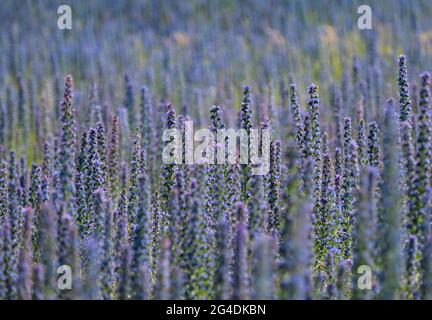 Dubrow, Deutschland. Juni 2021. Die Gemeine Viper-Blütenpracht (Echium vulgare) blüht in großer Zahl auf einer Wiese. Die Pflanzenart aus der Gattung Viper's bugloss (Echium) wird im Volksmund als 'Blue Henry' bezeichnet. Die Blüten wechseln ihre Farbe von rot zu blau. Quelle: Patrick Pleul/dpa-Zentralbild/ZB/dpa/Alamy Live News Stockfoto